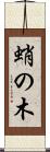 蛸の木 Scroll