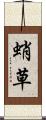 蛸草 Scroll