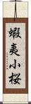 蝦夷小桜 Scroll