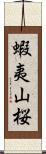 蝦夷山桜 Scroll