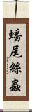 蟠尾絲蟲 Scroll