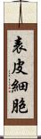 表皮細胞 Scroll