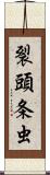 裂頭条虫 Scroll