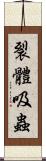 裂體吸蟲 Scroll