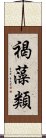 褐藻類 Scroll