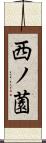 西ノ薗 Scroll