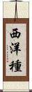 西洋種 Scroll