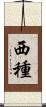 西種 Scroll