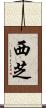 西芝 Scroll