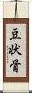 豆状骨 Scroll