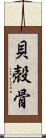 貝殻骨 Scroll