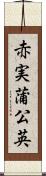 赤実蒲公英 Scroll