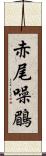 赤尾噪鶥 Scroll