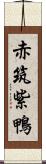 赤筑紫鴨 Scroll