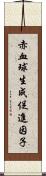 赤血球生成促進因子 Scroll