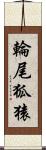 輪尾狐猿 Scroll