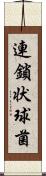 連鎖状球菌 Scroll