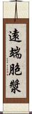 遠端胞漿 Scroll