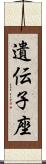 遺伝子座 Scroll