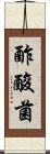 酢酸菌 Scroll