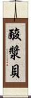 酸漿貝 Scroll