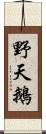 野天鵝 Scroll