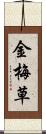 金梅草 Scroll