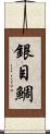 銀目鯛 Scroll