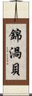 錦渦貝 Scroll