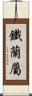 鐵蘭屬 Scroll
