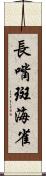 長嘴斑海雀 Scroll