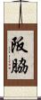 阪脇 Scroll