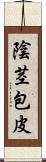 陰茎包皮 Scroll