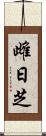 雌日芝 Scroll