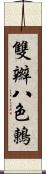 雙辮八色鶇 Scroll