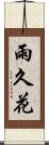 雨久花 Scroll