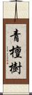 青檀樹 Scroll