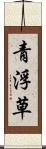 青浮草 Scroll