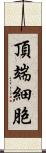 頂端細胞 Scroll