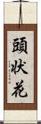 頭状花 Scroll