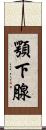 顎下腺 Scroll