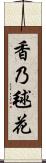 香乃毬花 Scroll