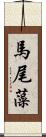 馬尾藻 Scroll