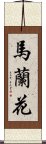 馬蘭花 Scroll