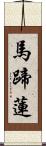 馬蹄蓮 Scroll
