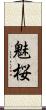 魅桜 Scroll