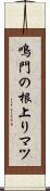 鳴門の根上りマツ Scroll