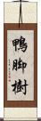 鴨脚樹 Scroll