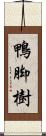 鴨脚樹 Scroll