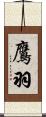 鷹羽 Scroll